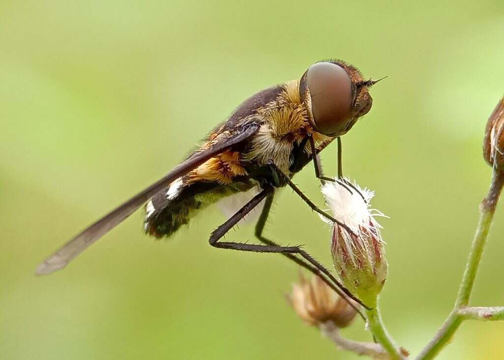 Flies