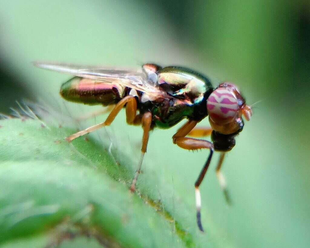Flies