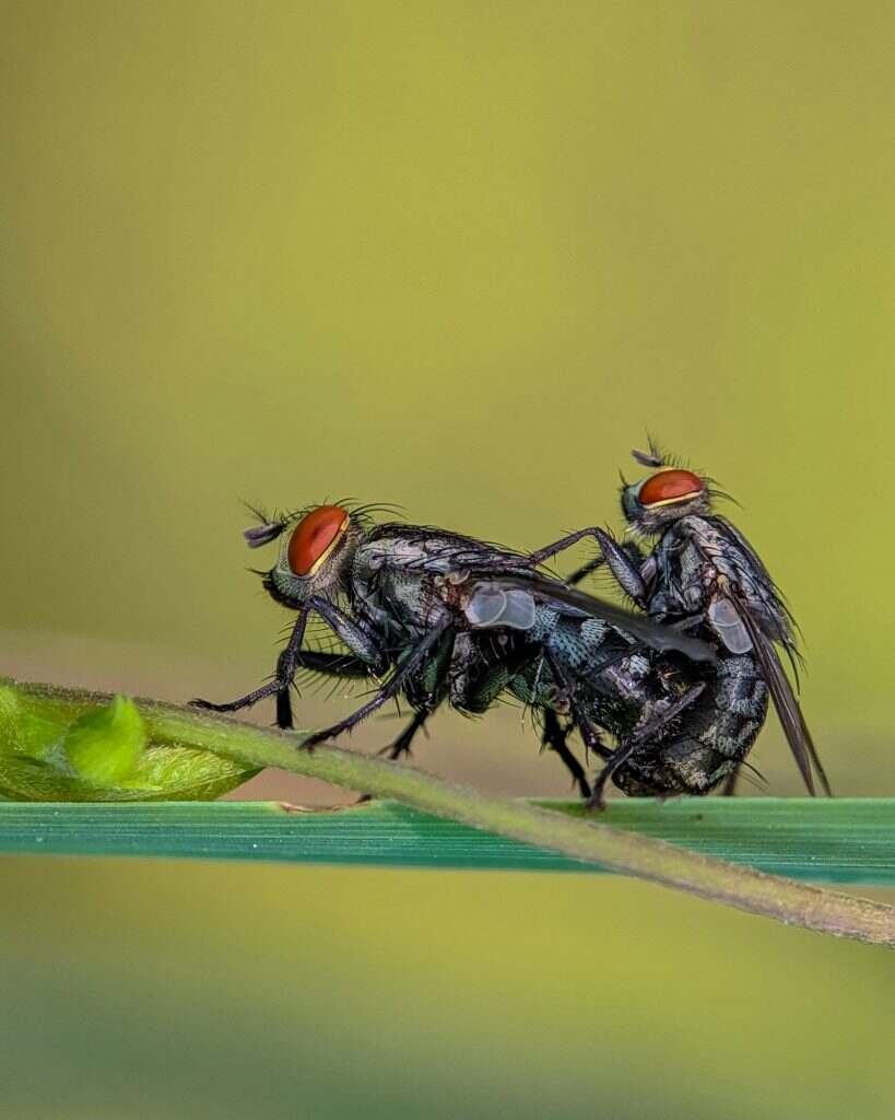 mating flies