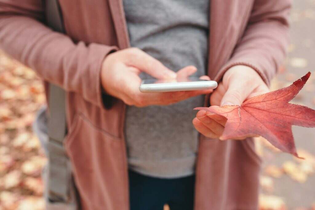 Woman holding smartphone and dry japanese maple leaf
