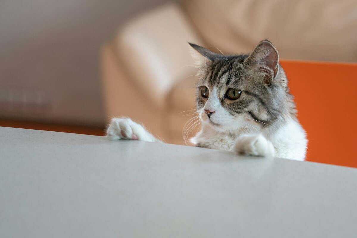 hungry cat climbs on the table in search of food