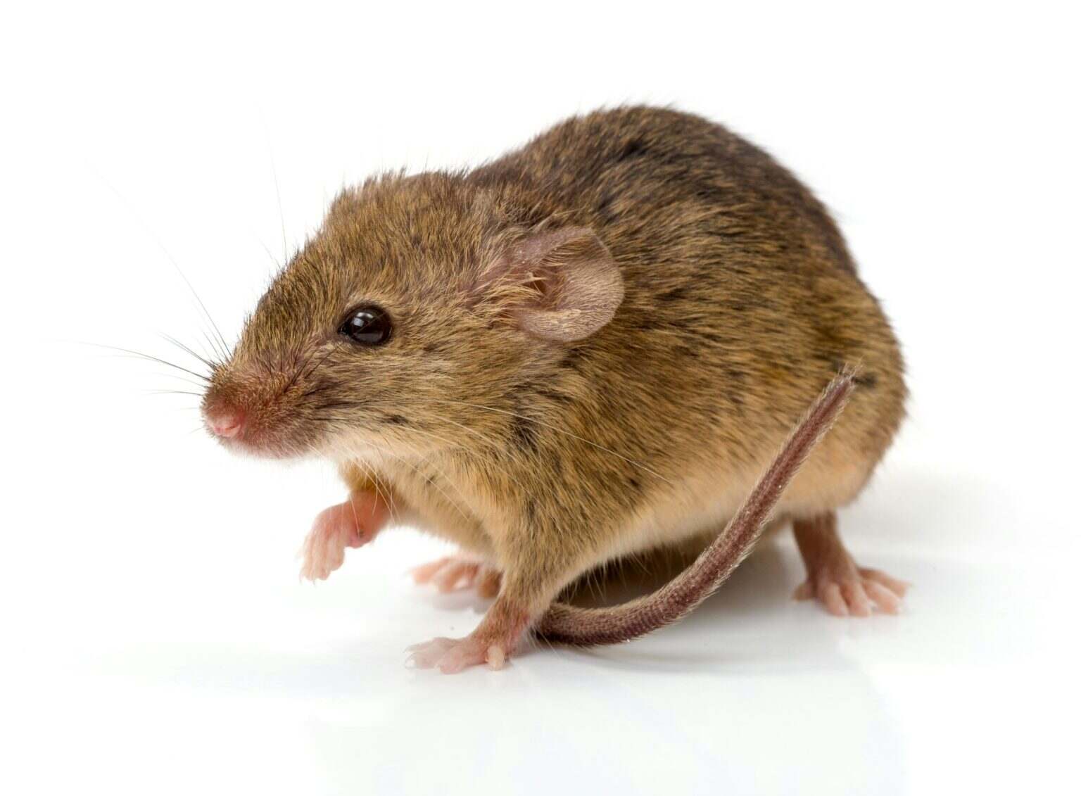 House mouse (Mus musculus)