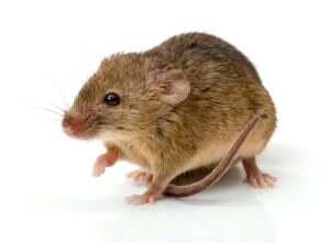 House mouse (Mus musculus)