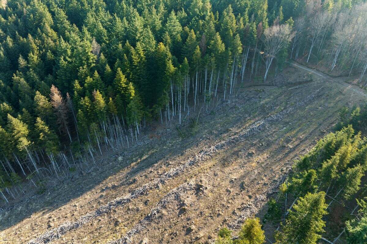 Aerial view of pine forest with large area of cut down trees as result of global deforestation