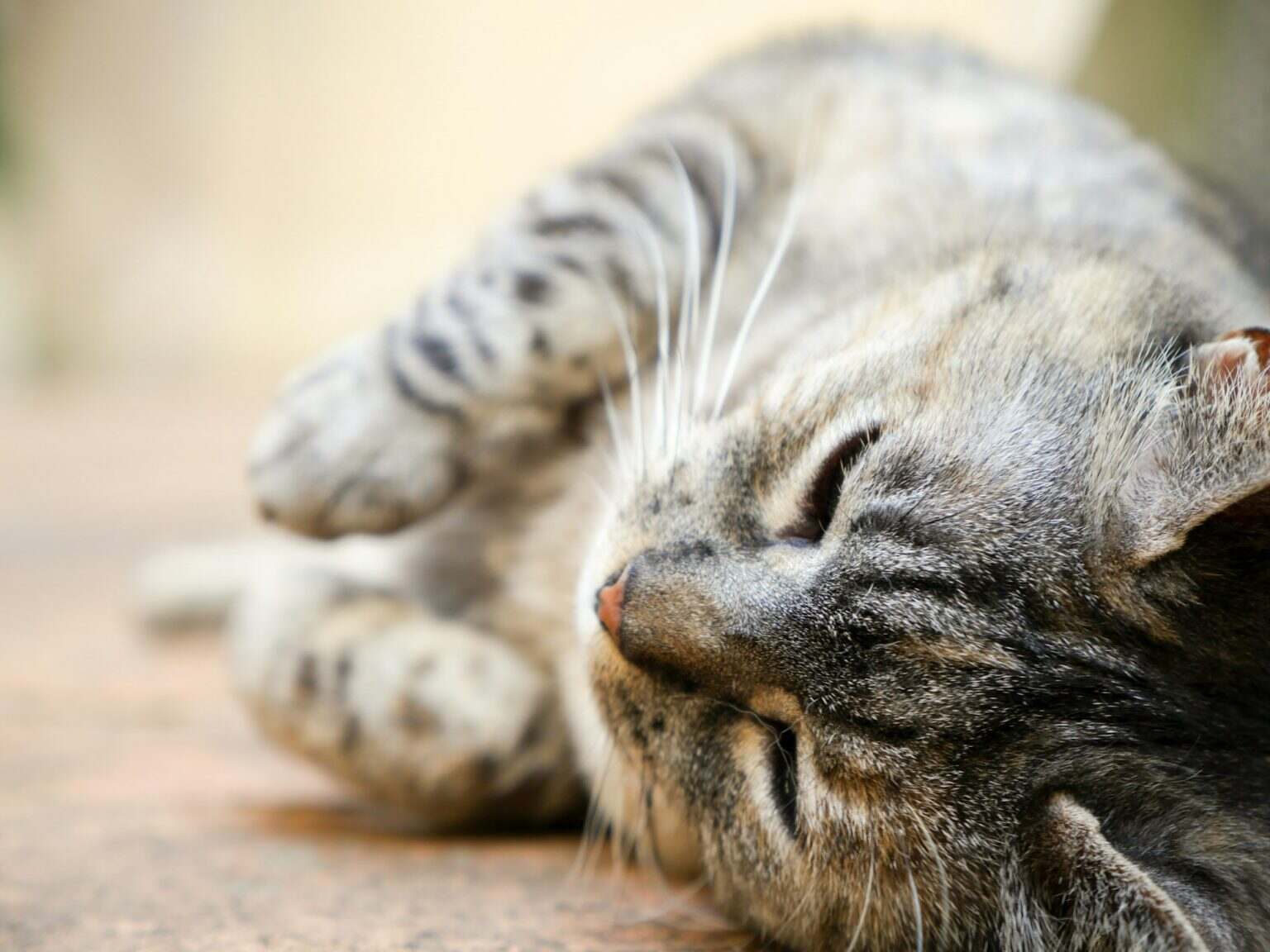 Lazy cat chilling on the ground on a hot summer day in Italy