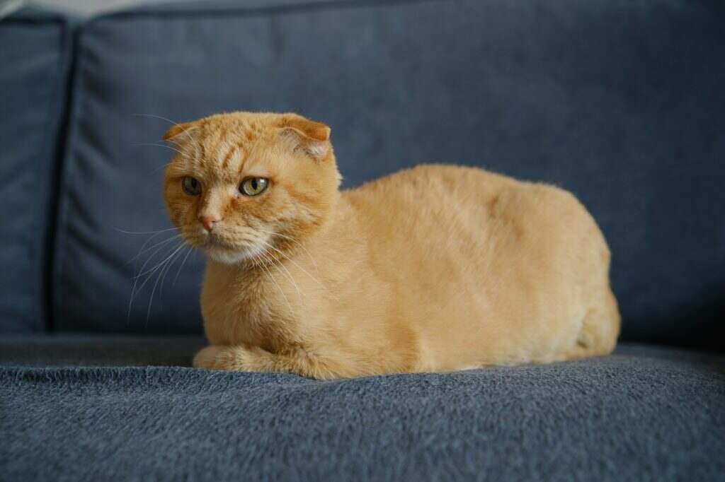 Shorn Scottish fold cat on a sofa