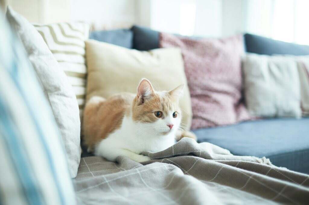 Chat et canapé : les répulsifs naturels efficaces pour protéger votre mobilier Cat lying on sofa