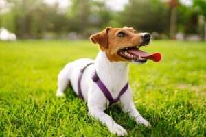 Happy active dog, jack russell playing in the park. Domestic dog concept.