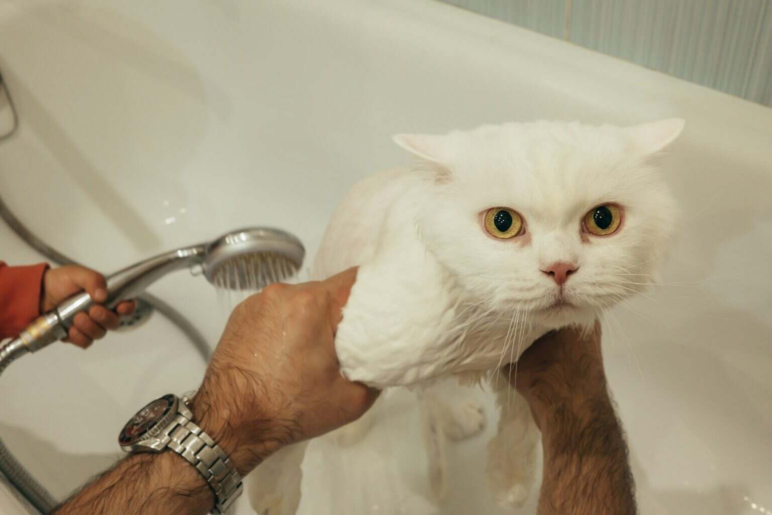 White wet cat washes in bathtub, beautiful kitty taking a shower.