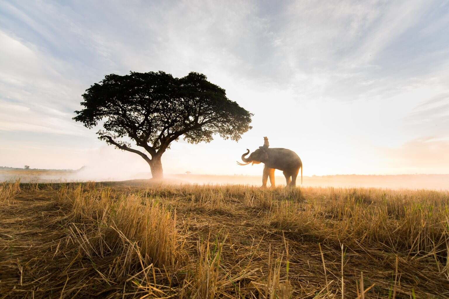 L’éléphant Ahmed : une légende de la conservation africaine Elephant at sunrise in Thailand