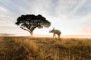 Elephant at sunrise in Thailand