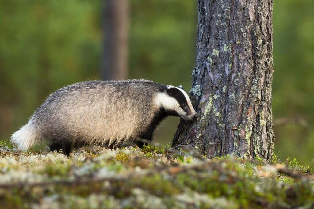 European badger sniffing mossed tree in forest in summer