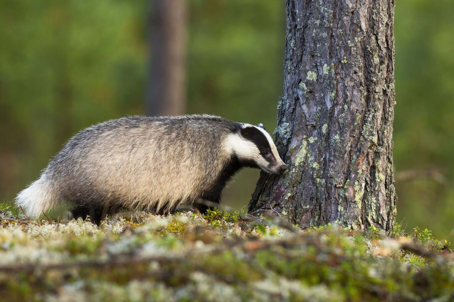 Les meilleures solutions pour faire fuir les blaireaux de manière éthique et efficace European badger sniffing mossed tree in forest in summer