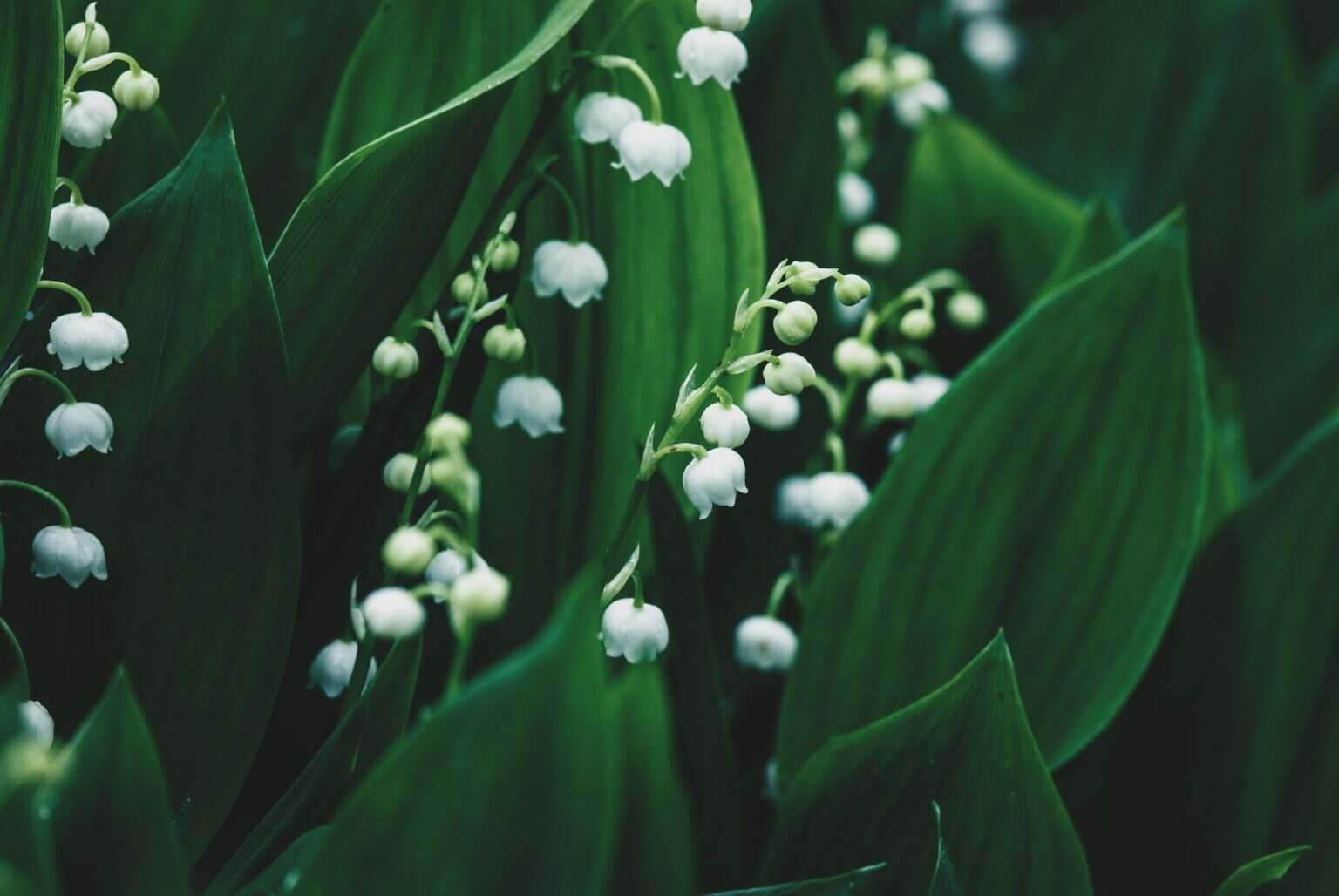 Les meilleures techniques pour conserver votre brin de muguet coupé Lily of the valley flowering in forest in spring, dark green moody wildflowers