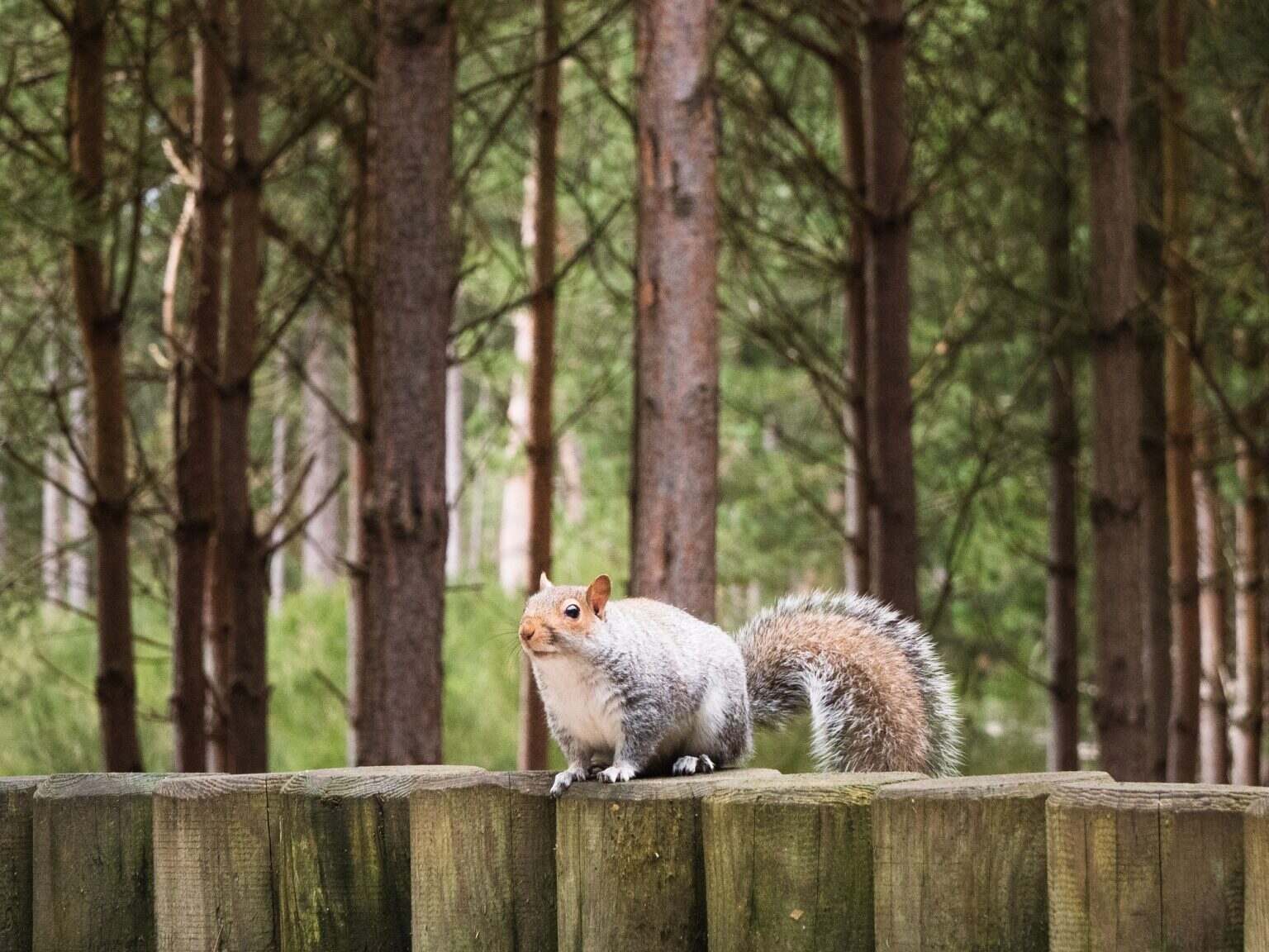Center Parcs : l’expérience des vacances en famille au cœur de la nature Tubby Grey Squirrel At Woburn Forest