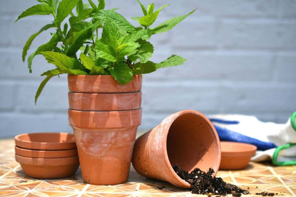 A mint herb plant in terracotta pot container. Gardening planting herbal plants for my garden.