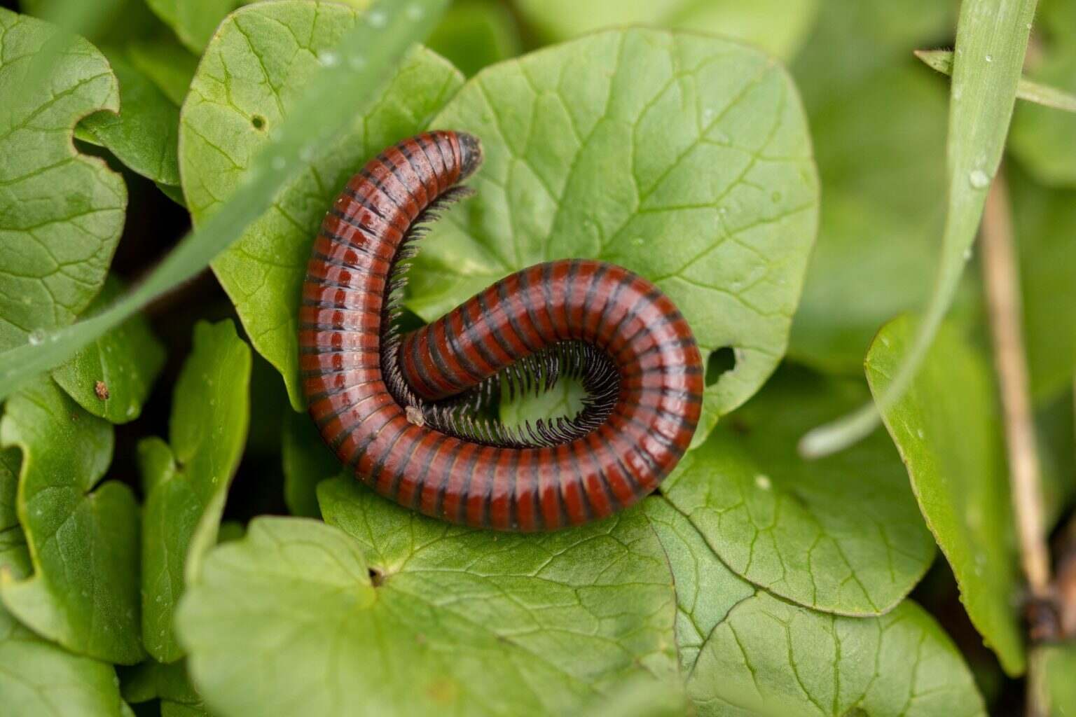 Des vers dans mes plantes : 4 astuces efficaces pour s’en débarrasser Closeup of a red worm on a green leaf in a garden
