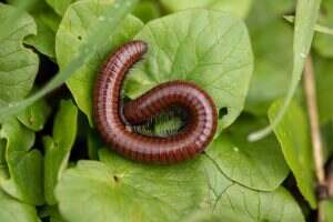 Closeup of a red worm on a green leaf in a garden