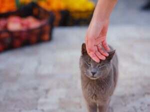 cats of Turkey, small resort town of Side with ancient Greek ruins