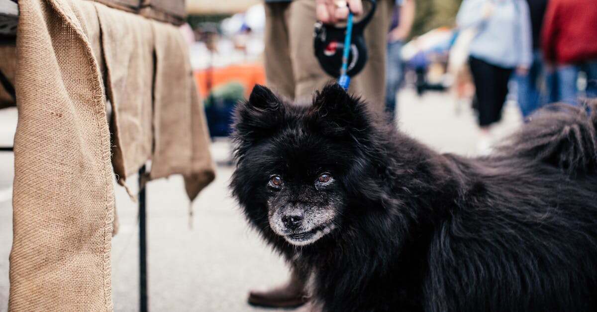 découvrez tout ce que vous devez savoir sur les puces : leurs caractéristiques, leur comportement, ainsi que des conseils pour les prévenir et les éliminer efficacement de votre habitat. protégez vos animaux et votre maison grâce à nos astuces pratiques.