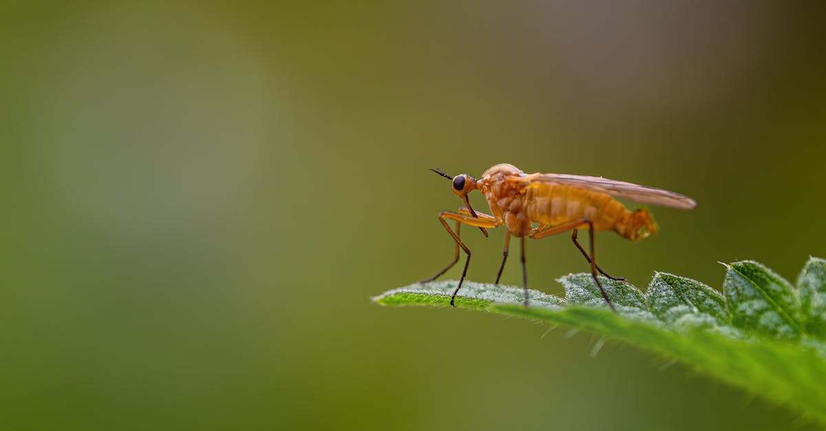 découvrez tout sur les gnats, ces petits insectes qui peuvent envahir nos espaces intérieurs et extérieurs. apprenez à les identifier, comprendre leur comportement, et découvrez des méthodes efficaces pour s'en débarrasser.