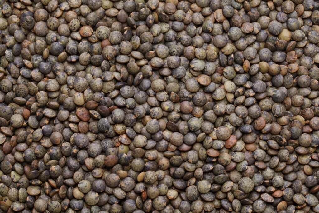 Les Lentilles Vertes du Puy : un Trésor Culinaire du Terroir puy green lentils
