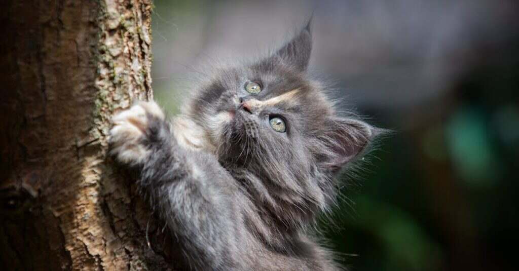 découvrez des astuces efficaces pour l'élimination des poils de chat chez vous. apprenez à garder votre intérieur propre et sain tout en prenant soin de votre félin adoré. profitez de conseils pratiques et de produits recommandés pour maîtriser la lutte contre les poils de chat.