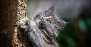 découvrez des astuces efficaces pour l'élimination des poils de chat chez vous. apprenez à garder votre intérieur propre et sain tout en prenant soin de votre félin adoré. profitez de conseils pratiques et de produits recommandés pour maîtriser la lutte contre les poils de chat.