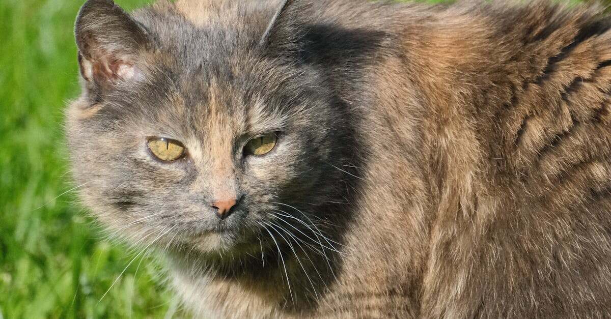 découvrez nos solutions efficaces pour éliminer les odeurs d'urine de chat. apprenez des astuces pratiques et produits recommandés pour laisser votre maison fraîche et agréable sans traces d'odeur.