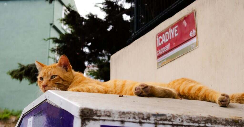 découvrez des solutions efficaces pour éliminer les odeurs d'urine de chat. apprenez des astuces et des produits spécialement conçus pour neutraliser les mauvaises odeurs et restaurer la fraîcheur de votre intérieur.