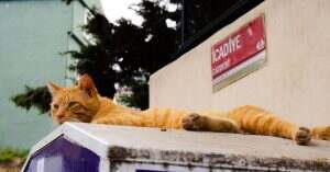 découvrez des solutions efficaces pour éliminer les odeurs d'urine de chat. apprenez des astuces et des produits spécialement conçus pour neutraliser les mauvaises odeurs et restaurer la fraîcheur de votre intérieur.