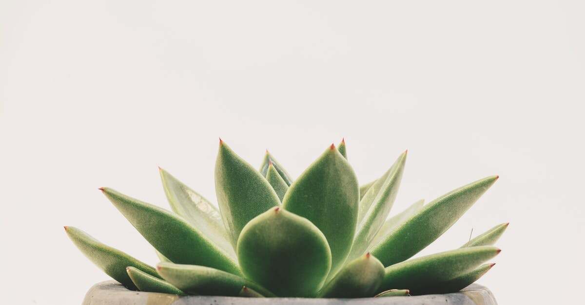 découvrez les meilleures techniques de nettoyage des feuilles pour maintenir la propreté de votre jardin. apprenez des méthodes efficaces et écologiques pour éliminer les débris végétaux tout en préservant la santé de votre pelouse.