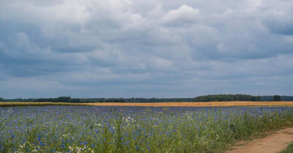 découvrez l'éco-cleaning, une approche de nettoyage respectueuse de l'environnement qui utilise des produits naturels et durables. transformez votre espace tout en préservant la planète grâce à des techniques efficaces et sûres pour votre santé.