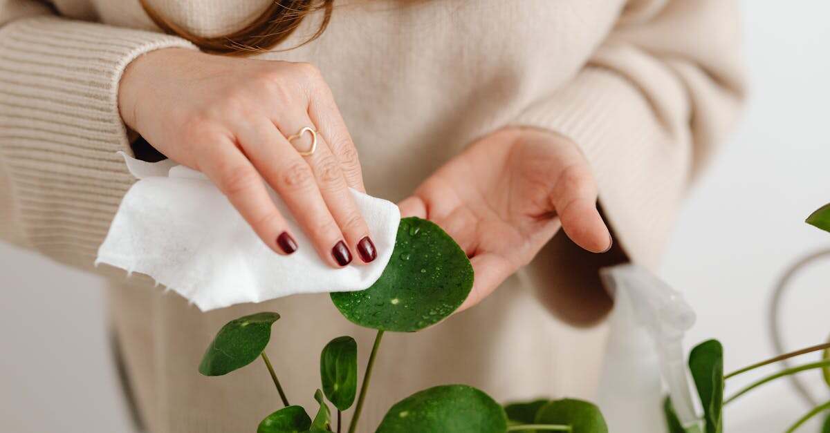 découvrez nos conseils et techniques efficaces pour nettoyer vos feuilles de manière écologique et rapide. apprenez à entretenir votre jardin tout en préservant l'environnement.