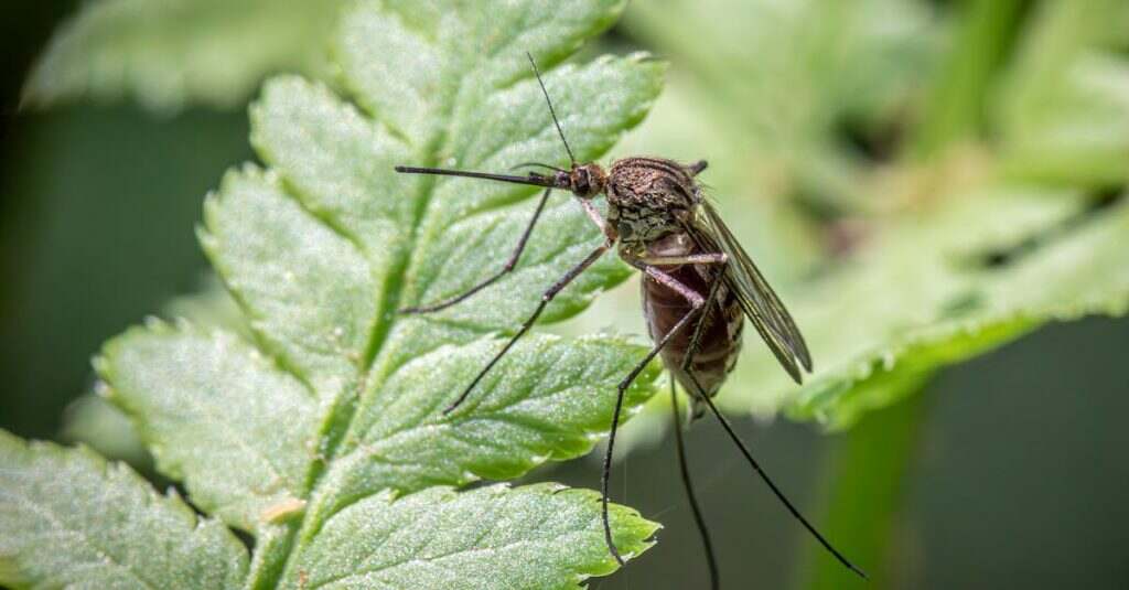 découvrez notre répulsif contre les moustiques, efficace et naturel, pour vous protéger durant vos sorties en plein air. dites adieu aux piqûres et profitez pleinement de l'été!