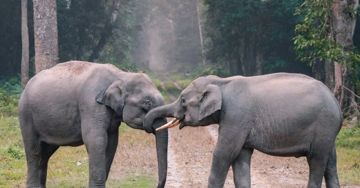 découvrez le monde fascinant des animaux, explorez leur diversité, leur comportement et leur habitat. apprenez-en davantage sur les espèces, les conservation et l'interaction humaine avec la faune.
