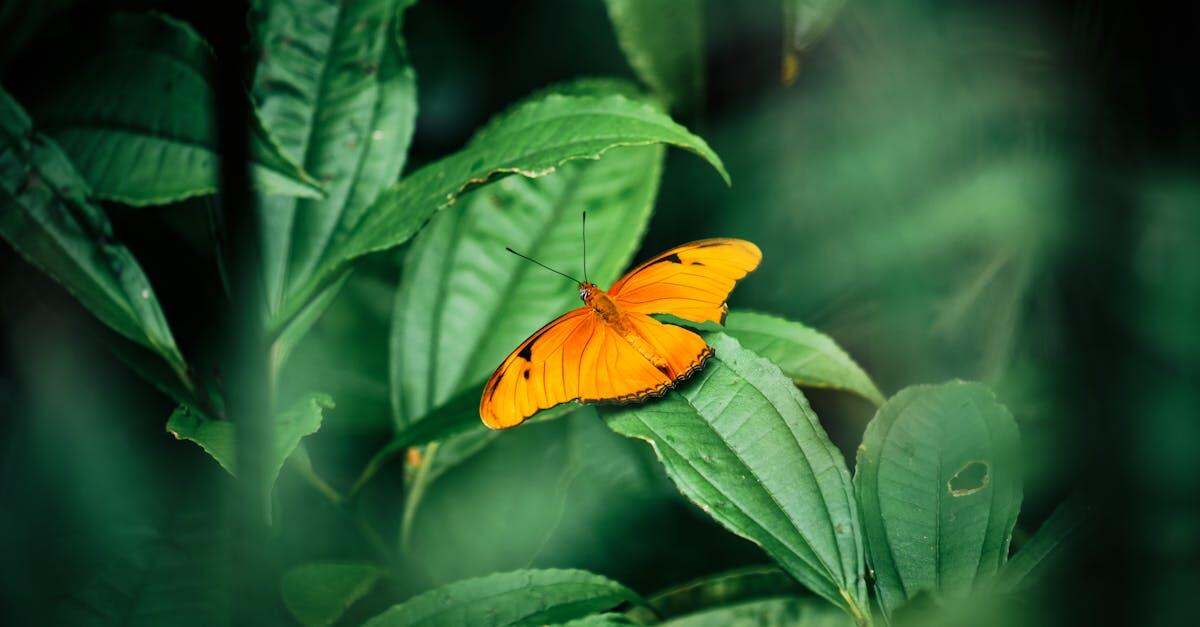 découvrez l'univers captivant de céline dion, l'une des plus grandes voix de la musique pop internationale. plongez dans sa carrière exceptionnelle, ses succès inoubliables et son impact sur la scène musicale mondiale.