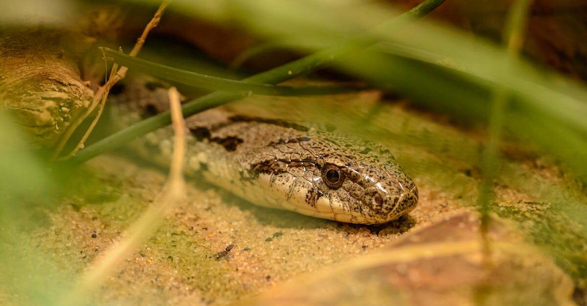 découvrez l'univers fascinant de céline dion, chanteuse iconique au talent inégalé, reconnue pour sa voix puissante et ses performances inoubliables. explorez sa carrière, ses albums emblématiques et les moments marquants qui ont fait d'elle une légende de la musique.