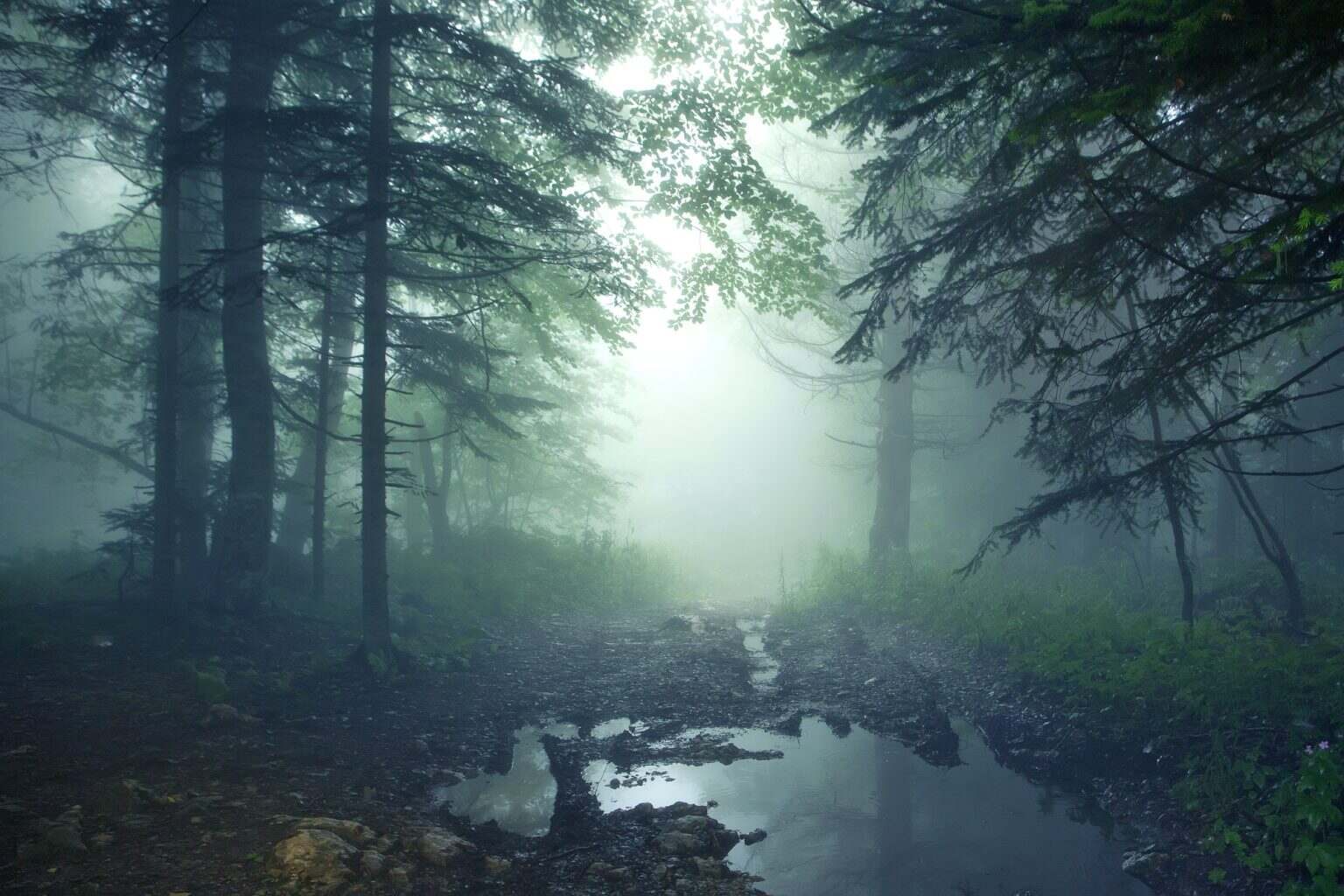 Fantasy forest