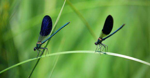 découvrez le fascinant monde des insectes, ces créatures essentielles à notre écosystème. apprenez-en plus sur leur diversité, leur biologie et leur rôle crucial dans la pollinisation et la décomposition.
