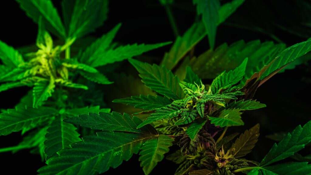 THC cannabis production.Hemp cultivation, sativa indica weed growing.Macro