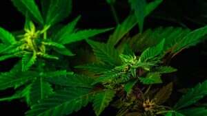 THC cannabis production.Hemp cultivation, sativa indica weed growing.Macro