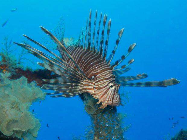 Invasive lionfish in the Mediterranean