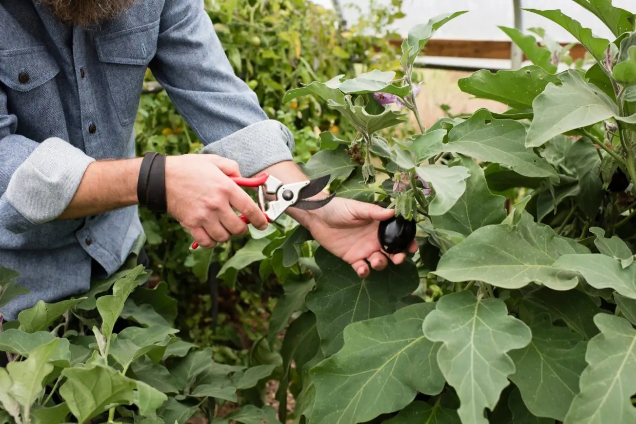 Man's hand harvesting baby eggplants in organic farm poly tunnel