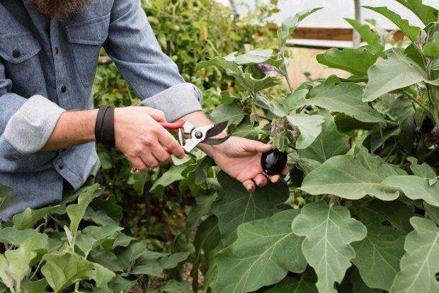 Man's hand harvesting baby eggplants in organic farm poly tunnel