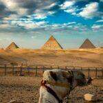 a camel in a desert with three pyramids in the background