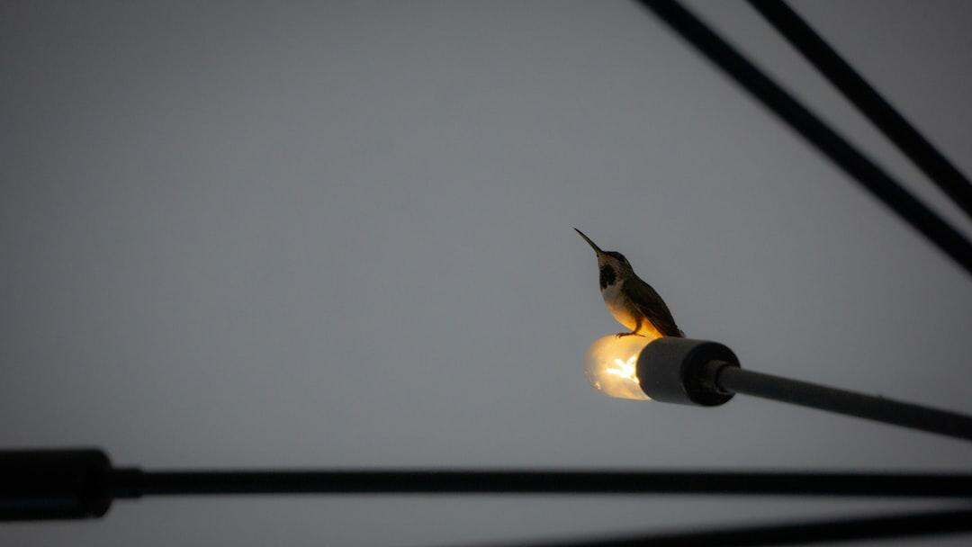 découvrez ce qu'est le dns hijacking, ses risques pour votre sécurité en ligne et les solutions pour protéger vos données contre ce type d'attaque informatique.