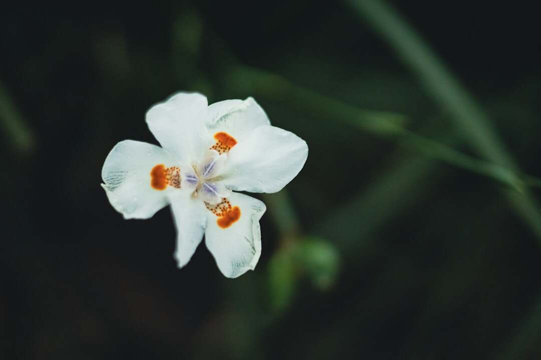 découvrez tout sur les cve (common vulnerabilities and exposures), leur importance dans la sécurité informatique, et comment elles aident à protéger les systèmes contre les vulnérabilités.