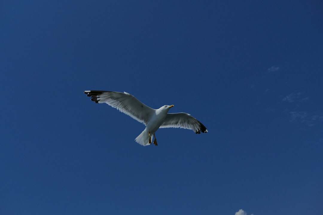 découvrez le pouvoir de 'soar' : élevez-vous au-dessus des défis et atteignez de nouveaux sommets avec inspiration et détermination.