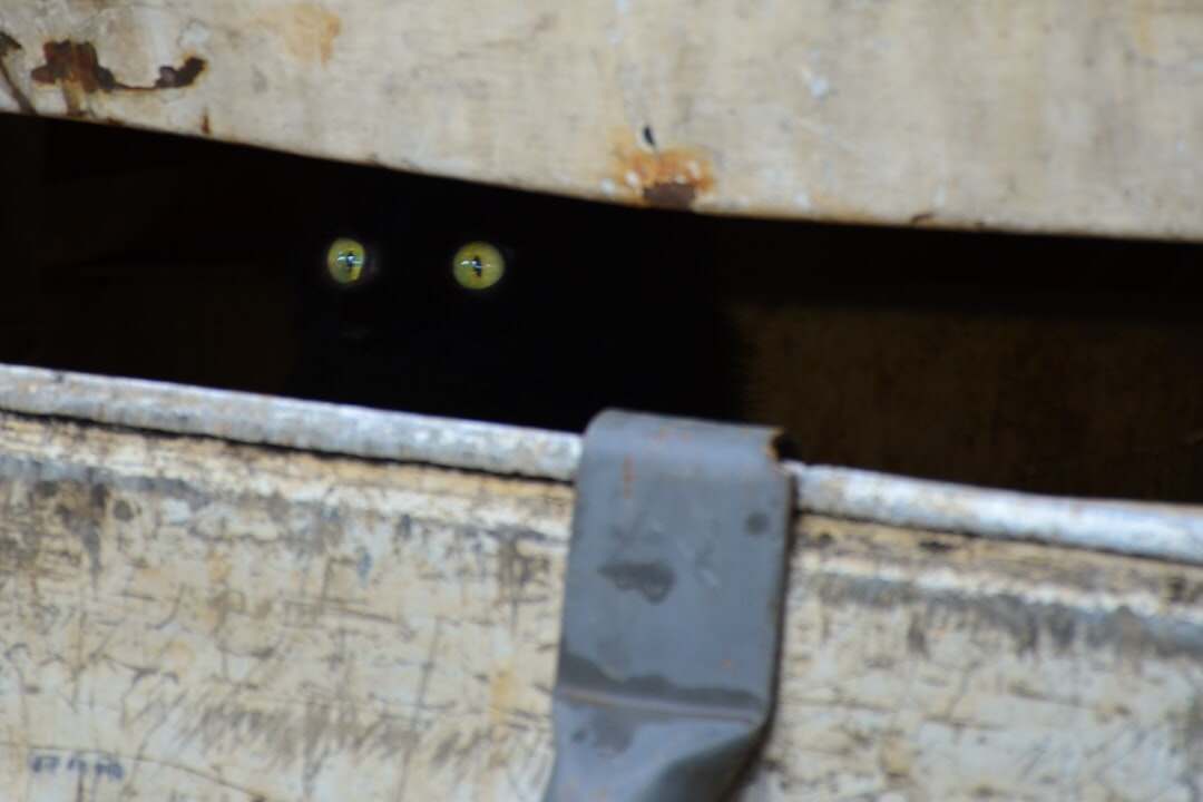 découvrez comment la détection des secrets protège vos données sensibles en identifiant et en empêchant la fuite d'informations confidentielles dans vos projets.